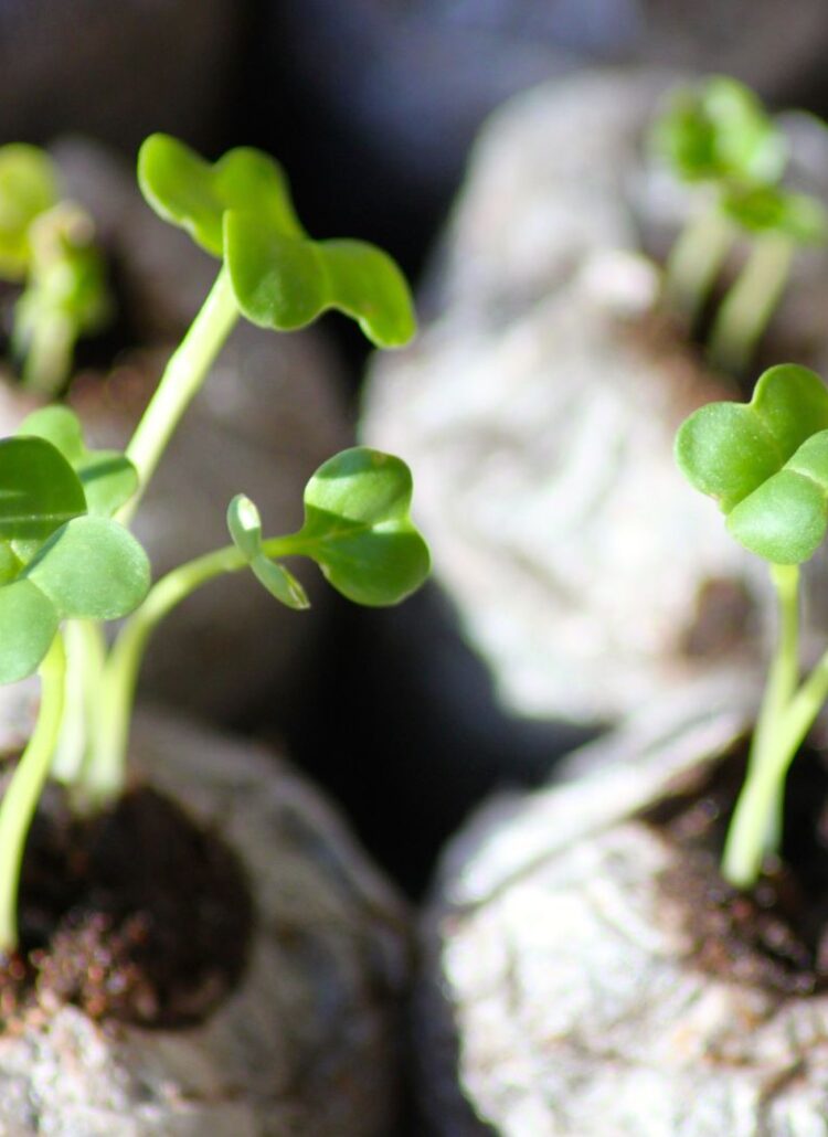 seedlings growing bulbs sprouting